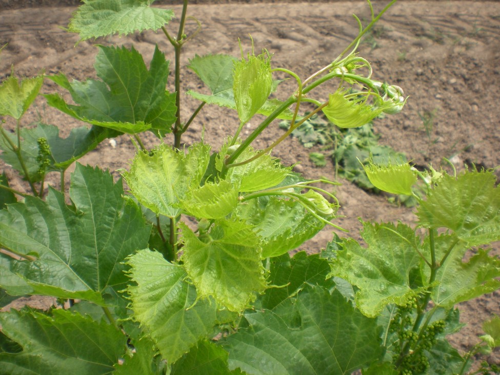 photo of herbicide drift symptoms shows part of the leaves paler 
                yellow-green and cupped, which stands out next to the healthy green leaves