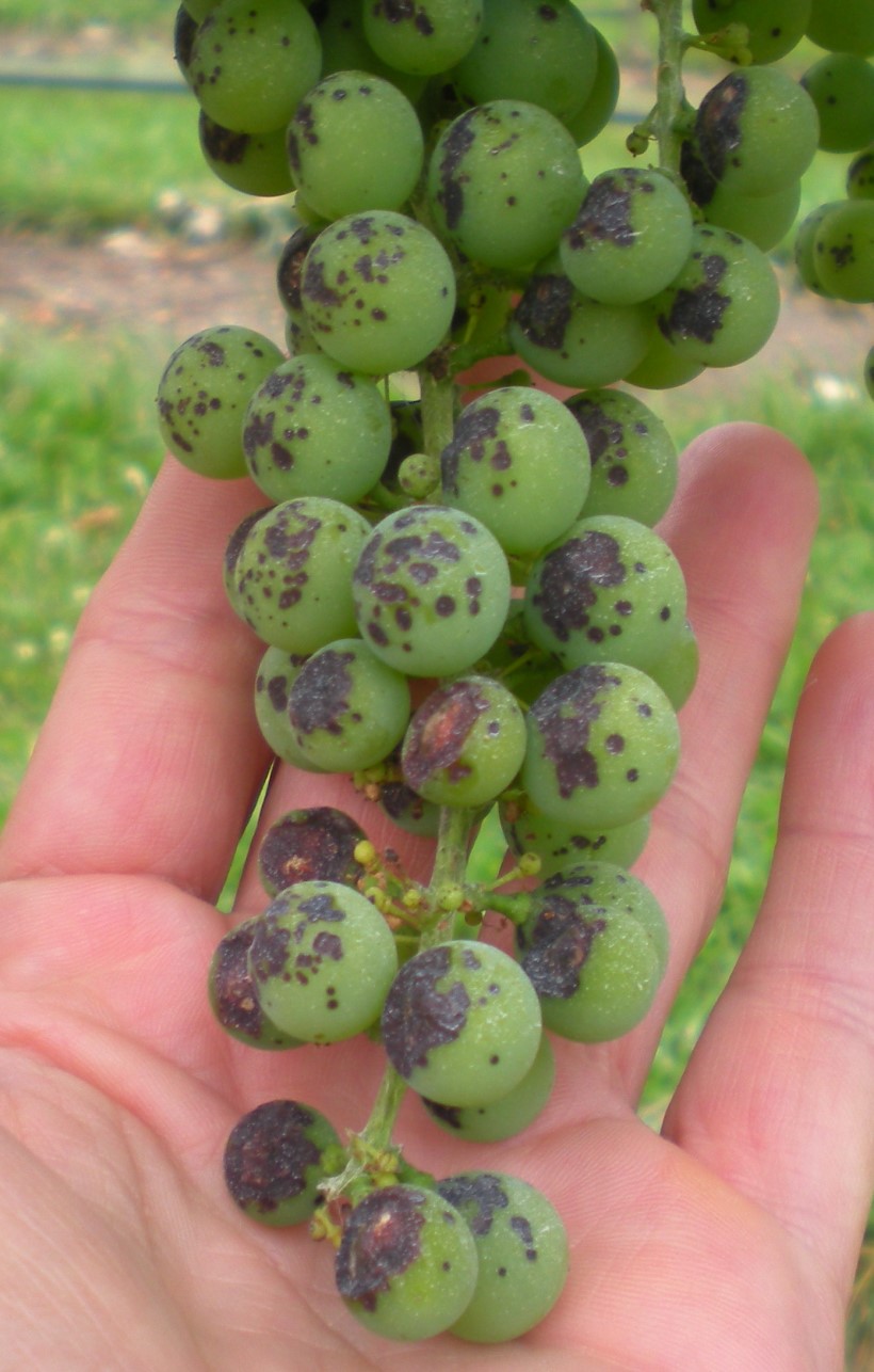 close-up of grape clusters with eye rot spots speckling the fruit