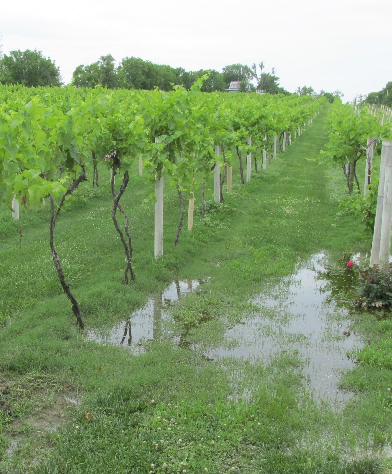 Vineyard with standing water on the ground between rows