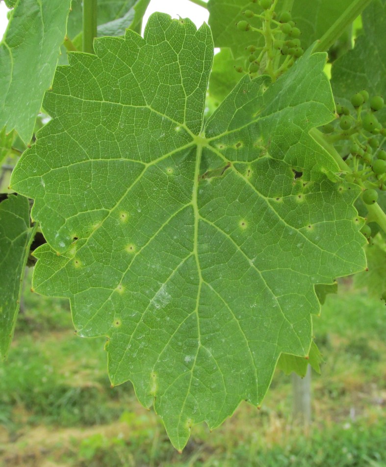 close-up of a Vidal blanc leaf showing lesions