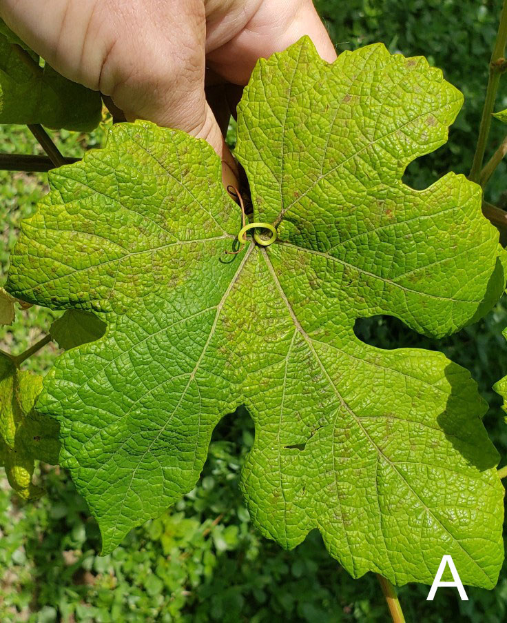 close-up of front side of Norton leaf with Mancozeb phytotoxicity