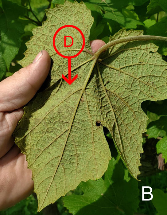 close-up of back side of Norton leaf with Mancozeb phytotoxicity