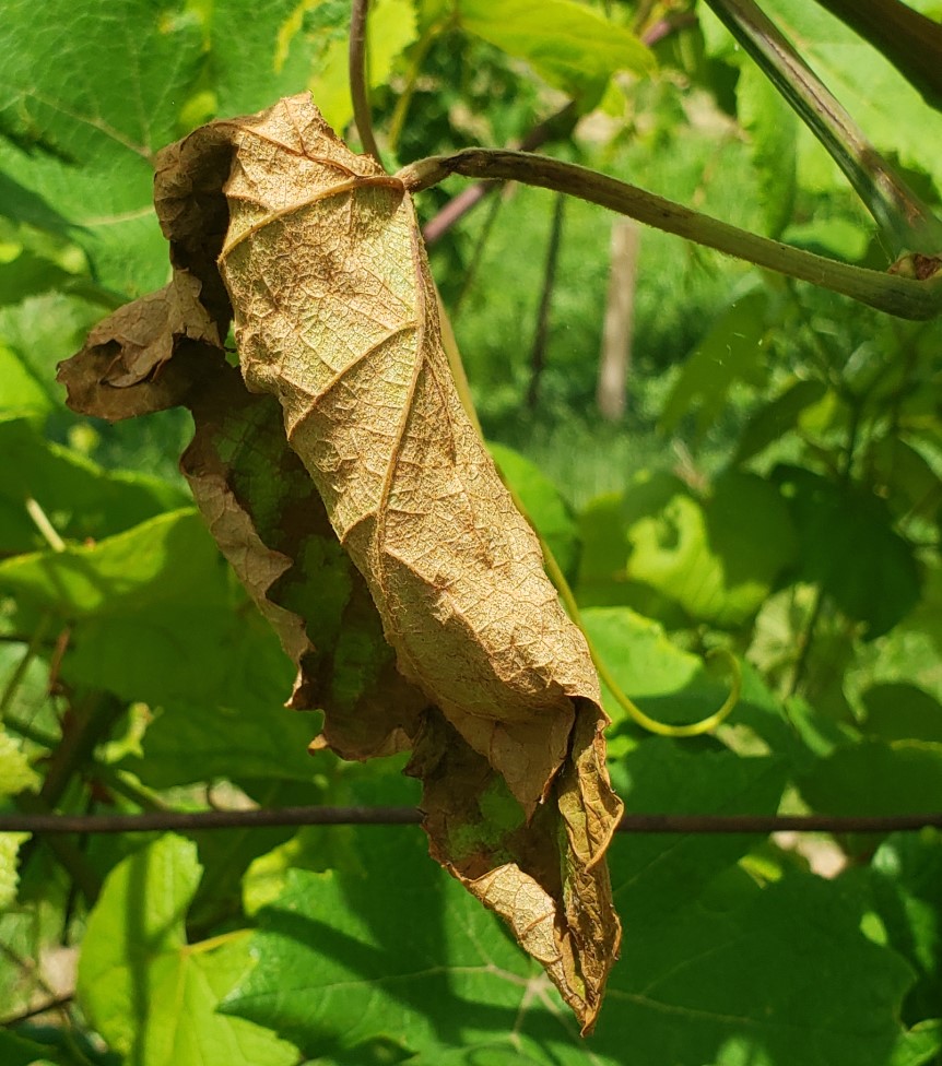 close-up of shriveled and brown Norton leaf with Mancozeb phytotoxicity