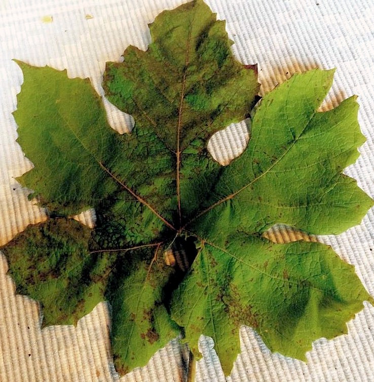 top view of Norton leaf with sulfur and mancozeb phytotoxicity, with dark spots and tissue damage