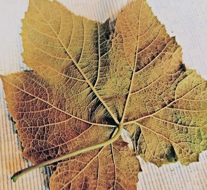 bottom view of Norton leaf with sulfur and mancozeb phytotoxicity