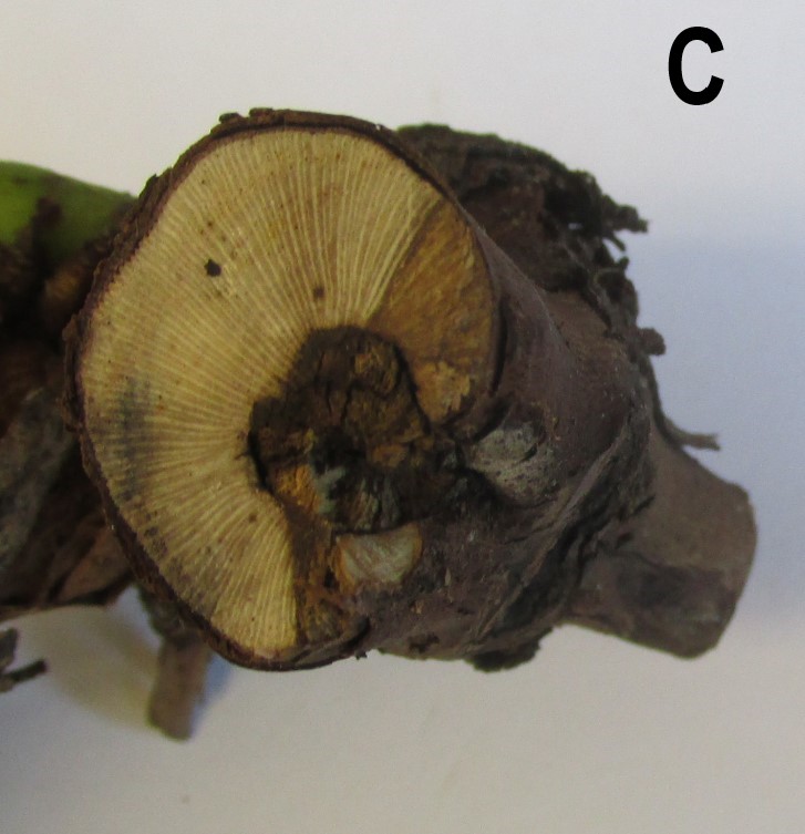 close-up of cross-section of Vidal blanc branch