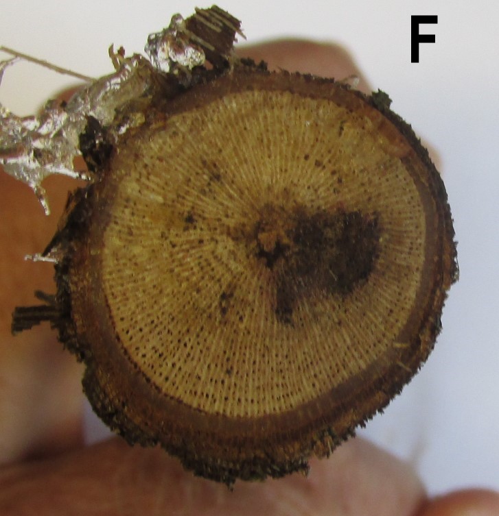 close-up of cross-section of a wild grapevine branch