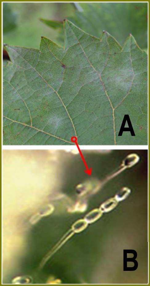 close-up of front side of leaf with powdery mildew spots, and  an photo B's inset of the conidia of the powdery mildew