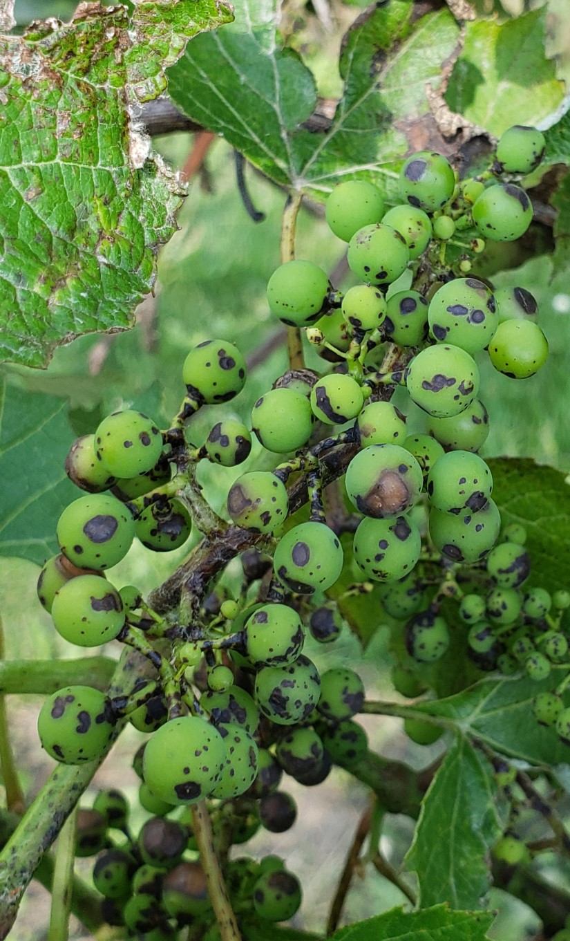 close-up of grape cluster showing phytotoxicity spots and symptoms from sprays