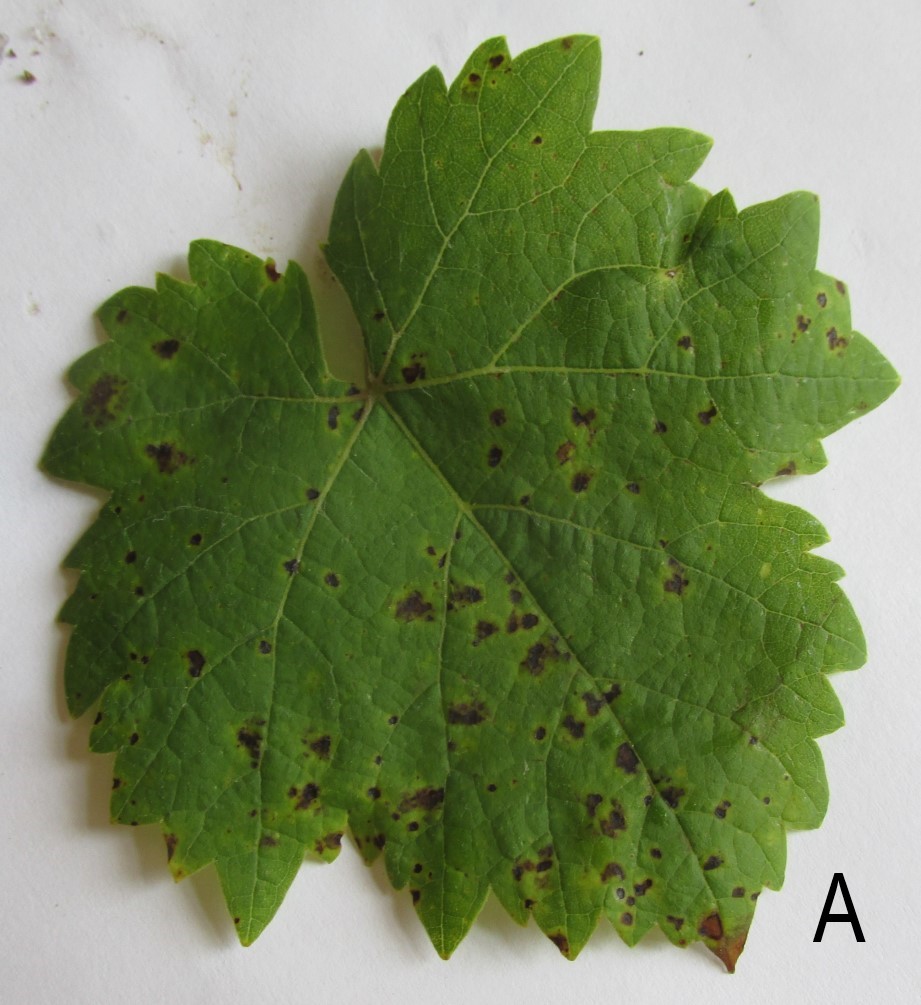 close-up of Rupestris speckle spots on valvin muscat leaf