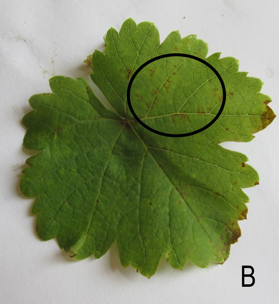 valvin muscat leaf with downy mildow symptoms of brown leaf edges and spots at veins