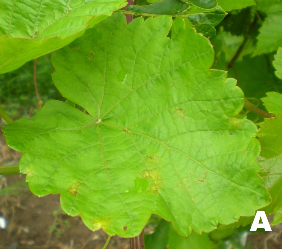 Downy mildew symptoms on the top of the leaf