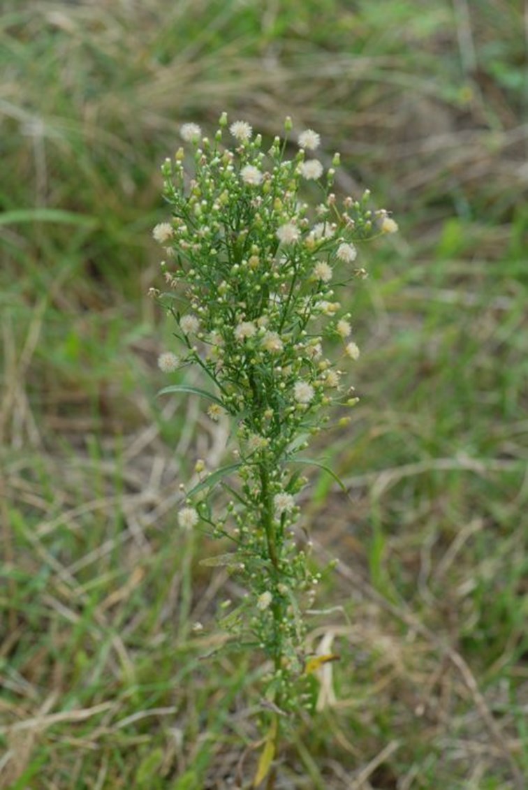 close-up of single horseweed plant, brimming with flowering seeds