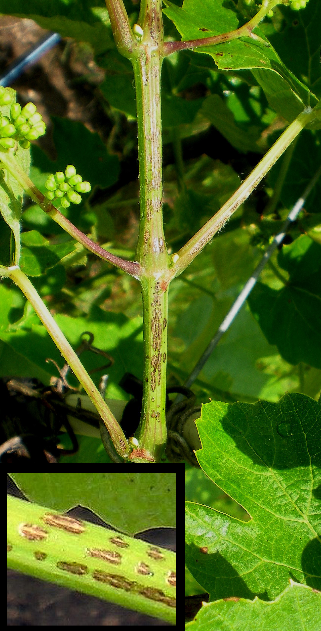 Photo grapevine showing shoots coming off the vine with phomopsis infections. Inset photo: Close-up of vine that shows lesions on the tissue.