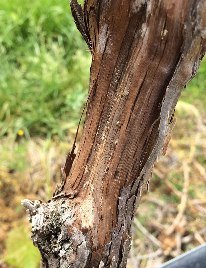 Photo A: Shows bark stripped away from Chambourcin vine