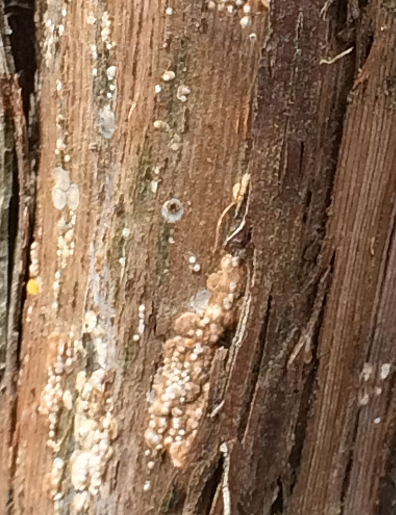 Photo B: Close-up of stripped vine shows signs of grape scale