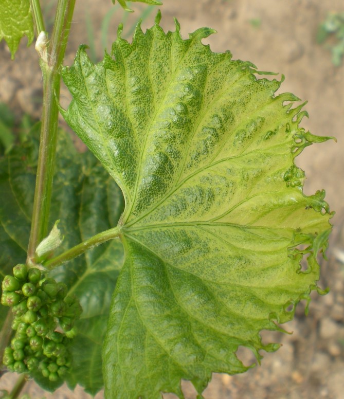 Close-up of grape leaf showing herbicide drift damage around edges