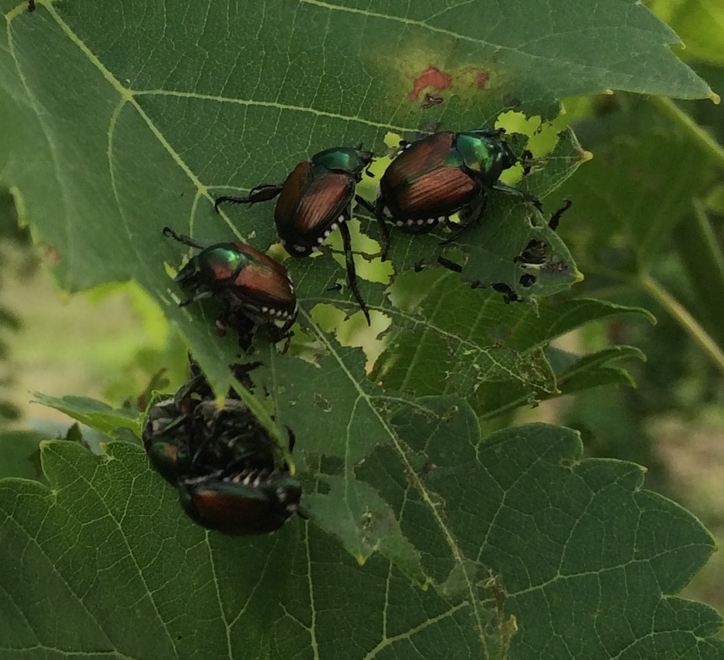 close-up of a group of Japanese beetles decimating a leaf as they feed on it