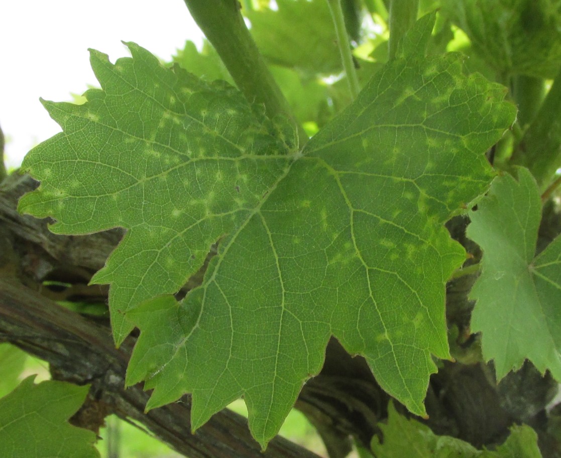 close-up of Chambourcin leaves showing leaf blotches as Phomopsis viticola symptoms