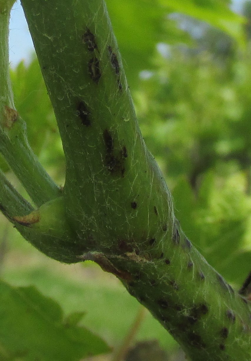 close-up of Chambourcin branch showing dark spots as Phomopsis viticola symptoms