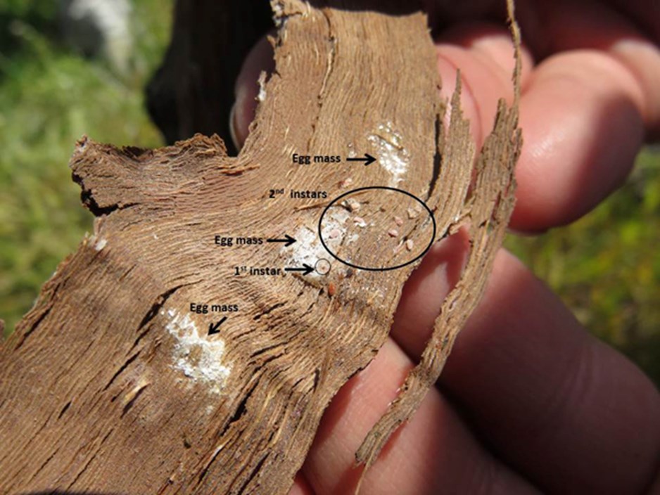 photo of a segment of bark with mealybug blotches; the photo has annotations to highlight the egg masses and the first instar, which looks like a larger bump next to the egg masses, and second instars, which are considerably bigger bumps that are clearly individual mealybugs