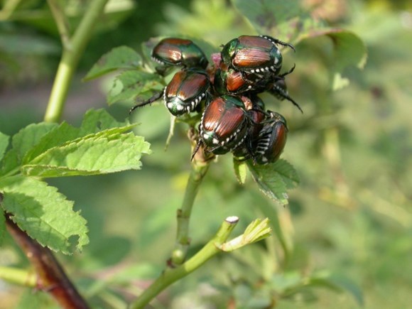example photo shows Japanese beetles clustered on a vine