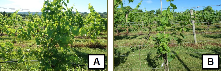Photo A: A Chardonel grape plant in a fencerow (too far away to see clear disease symptoms); B: A Chardonel grape plant in a fencerow  (too far away to see clear disease symptoms)