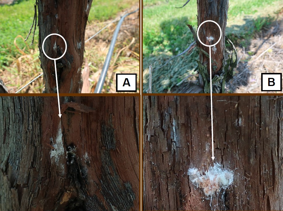 Photo A: Trunk bark with inset photo to show a close-up of a white blotch from mealybug masses that looks like a color blemish only because the eggs have already hatched; B: The infected trunk bark's inset photo shows a close-up of the white blotch mark that looks more like a built-up mass dripping because eggs are still present