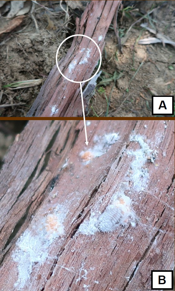 Photo A: Trunk bark with several white blotchy areas from mealybugs, with a circle to highlight the inset close-up; B: The inset photo shows a close-up of the largest mealybug-infested area. Pinkish eggs are clustered on the white, sticky-looking masses.