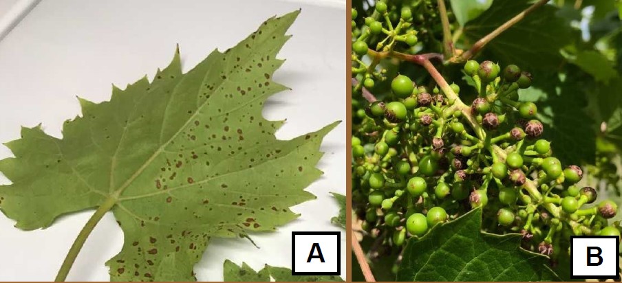 Photo A: Chambourcin leaf on a flat surface to show the left side of the leaf looks normal and healhty, but the leaf side to the right of the central vein is splattered with small brown phytotoxicity spots; B: Cluster of grape berries in a very early growth stage shows just the buds in the direct path of the spray are brown from phytotoxicity, and the other fruit buds look green and healthy