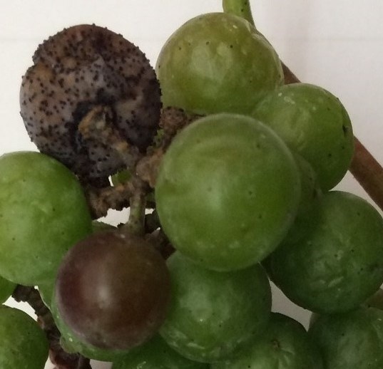 Close-up of a cluster of grapes to show two grapes with bitter rot--one red and one almost black and wrinkly--amidst the healthier green grapes