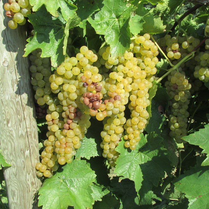 More distant view shows entire clusters of grapes on a vine with the red tint of sour rot affected berries starting to overtake the clusters.