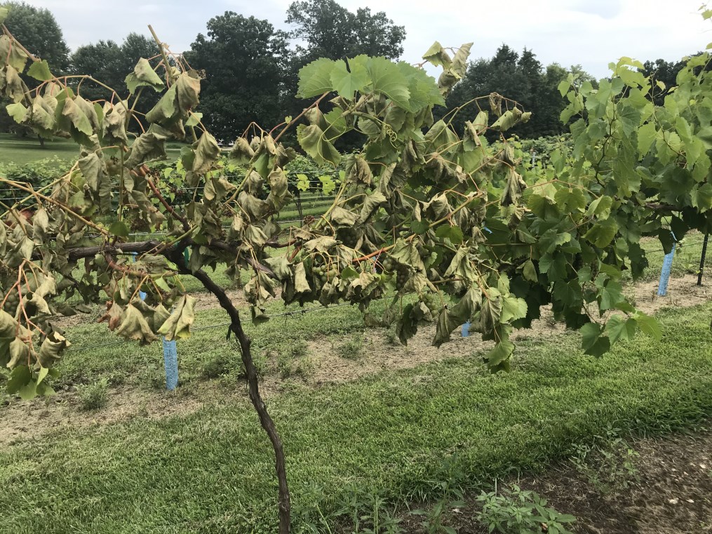 A grapevine with an upright branch but the leaves are starting to wilt and look unhealthy and brittle from the branch out.