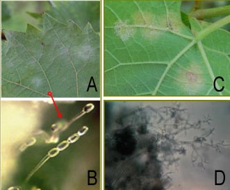 Photo A:Close-up of a leaf surface showing white spots of powdery mildew; B: Arrow from photo A points to B, which is a microscopic view of the powdery mildew structure looks like clear droplets on a stem; C: close-up of pale yellow downy mildew spots on a leaf; and D: black and white close-up of the downy mildew sporangia shows its wispy, branched structure