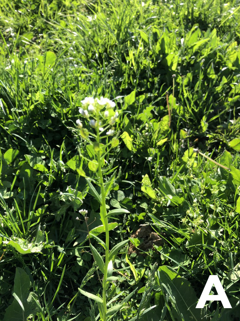 single Pennycress plant with top white flowers standing above grass
