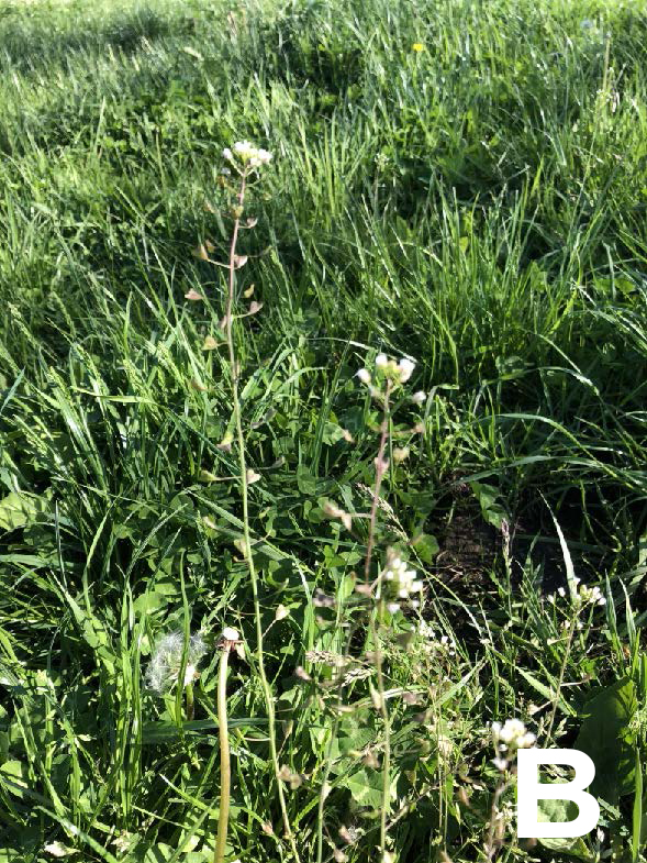 single tall Shepherd's purse weel standing above grass with sparser white flowers
