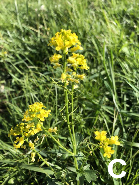 three stalks of Yellow Rocket in grass, shorter but with fuller, yellow flowers