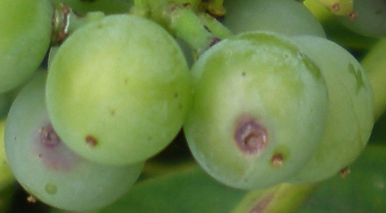 close-up of green grapes, mostly healthy other than a couple grapes that bear the round brownish entry point from a moth
