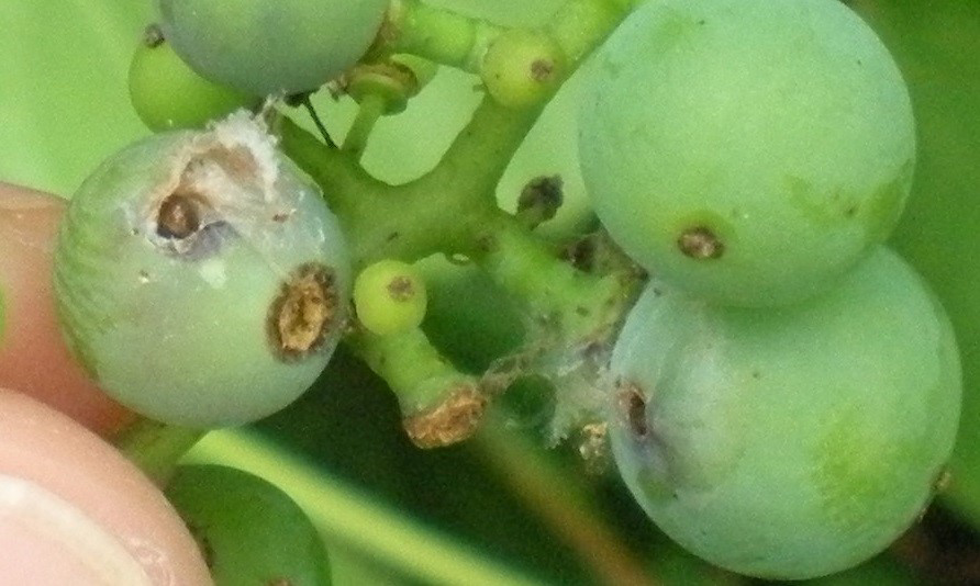 close-up of stings starting to get covered with fuzzy growth on otherwise healthy berries
