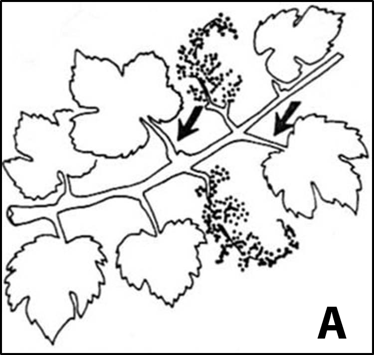 illustration of a vine with arrows indicating samples should be taken from opposite side of the inflorescence on the vine