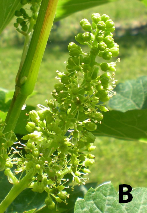 close-up photo showing the inflorescence buds on a vine