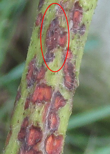 A red circle indicates the round lesions. Lesions cover the vine.