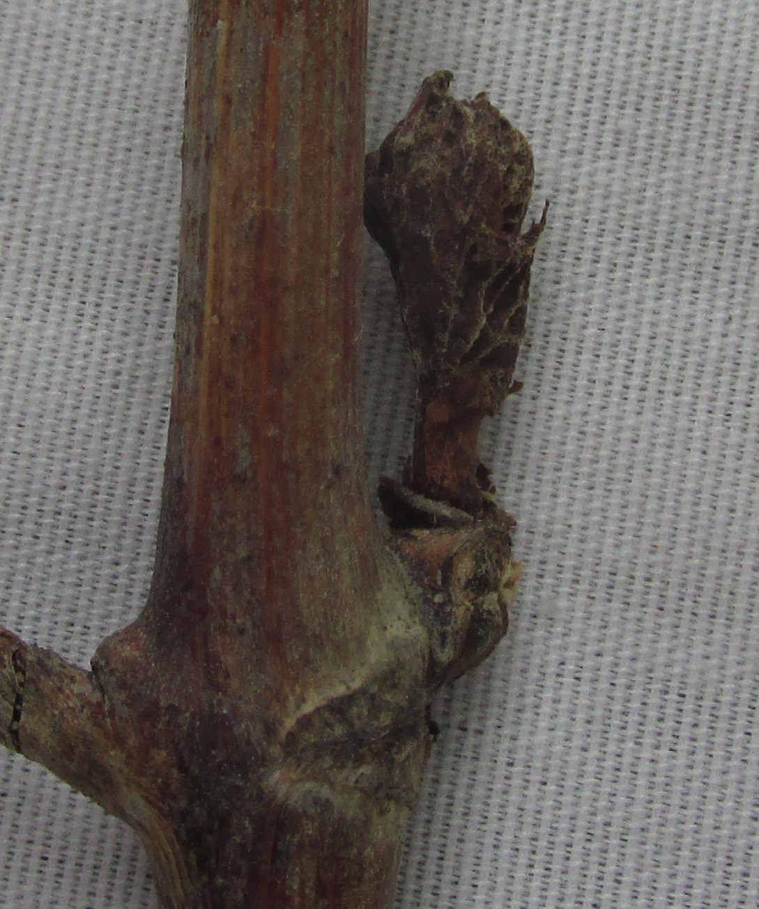 Close-up of a brown, shriveled bud sprouting offf a Norton cane.