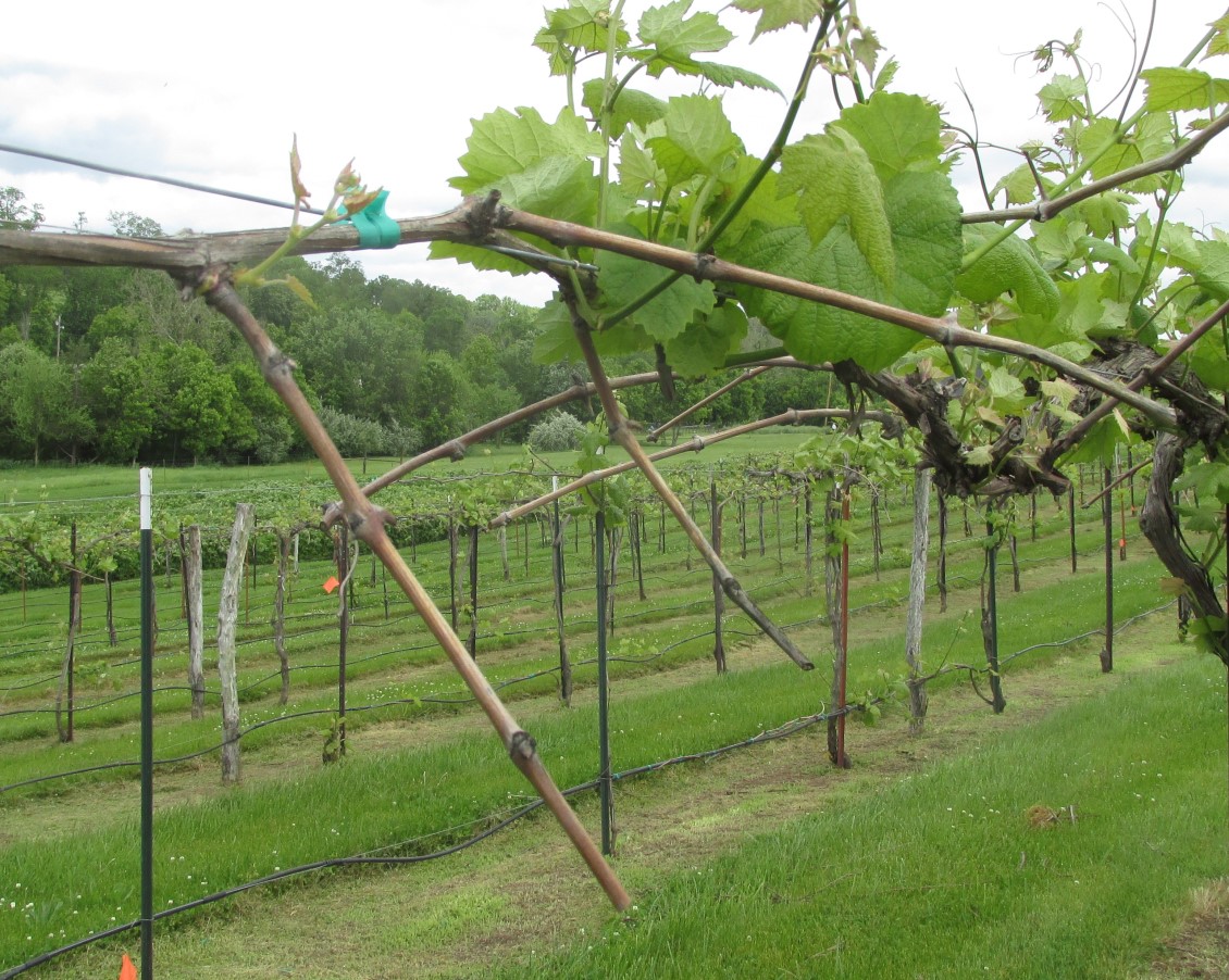 A Norton branch in focus, showing green leaves but no buds, with other rows of vines in the background