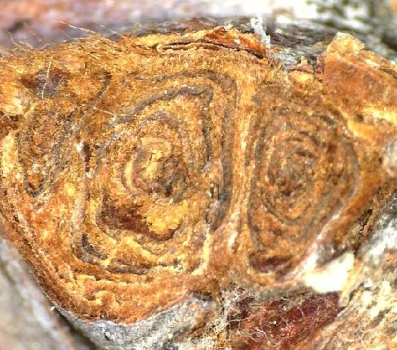 cross-section of Norton bud shows rings 