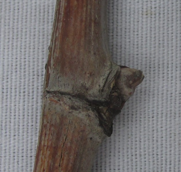 close-up of Vivant cane shows branch section where a bud should be, but is dead