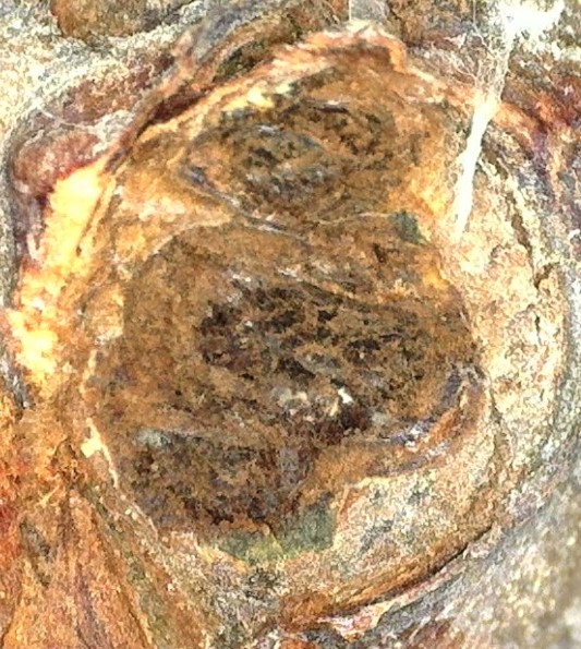 cross-section view shows dry, brown, dead bud spots