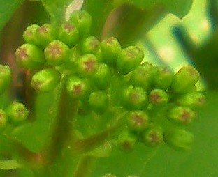 Close-up of florets shows them close together in bunches, touching each other.