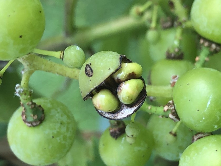 Immature grapes growing on a vine, showing one berry that has cracked open laterally all the way across to show what looks like three tiny berries inside.