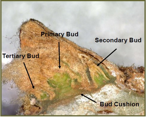 cross-section of a bud with arrows pointing to the different parts--The primary bud is in the center and is more fleshy green; the secondary bud is to the right and is a slightly smaller bud shape; the tertiary bud is to the left of the primary bud and is the smallest bud shape in the cross-section; the bud cushion extends below all three buds in the cross-section and looks like the border leading to the rest of the vine